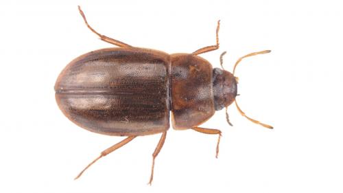 Réf. 248 582 : Helochares obscurus